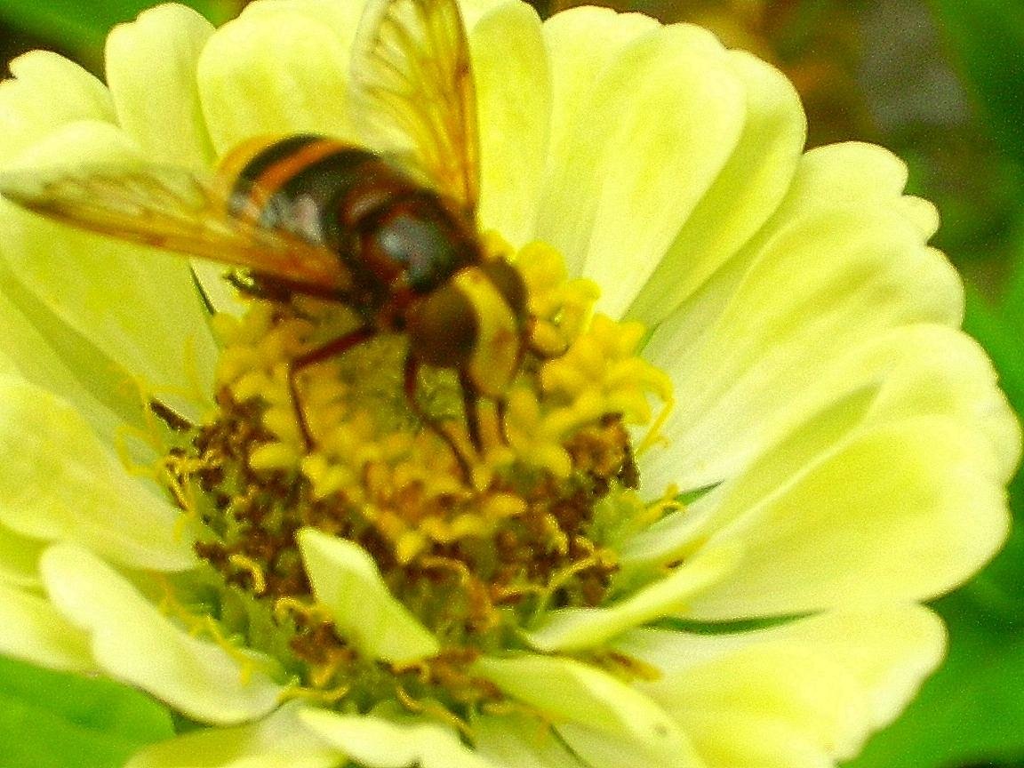 Volucella zonaria F. (Syrphidae)